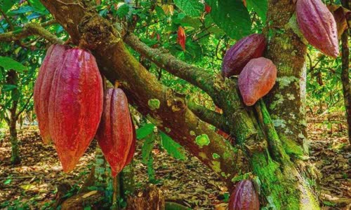 a-short-but-sweet-chocolate-history