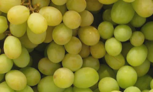A variety of interesting truth about grapes