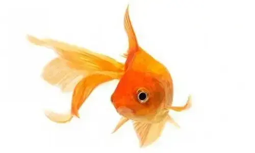 Do goldfish have a memory of three seconds?