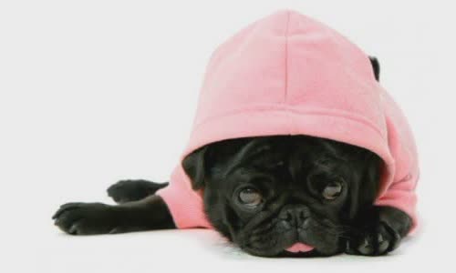 Dress up your Pet Day |