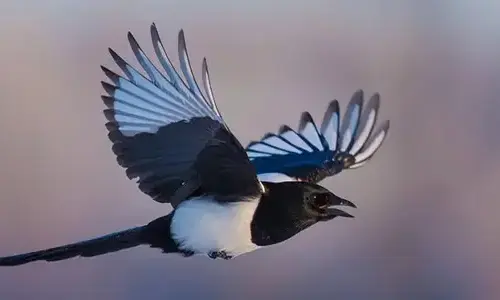 floodsteptic-truth-behind-magpies