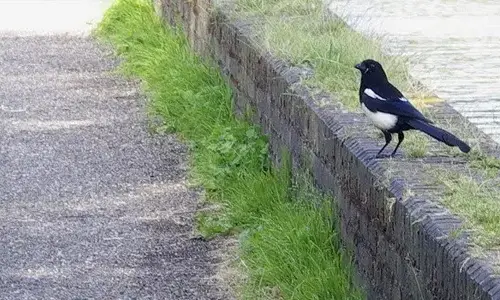 Floodsteptic & truth behind Magpies