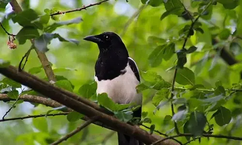 floodsteptic-truth-behind-magpies