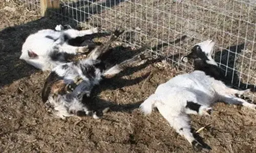 Funny truth about goats fainting