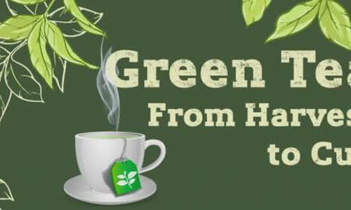 Green tea: from harvesting to Cup [Infographic]