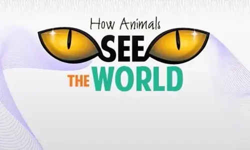 How animals see the world of information