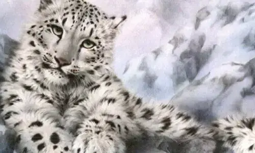 Interesting facts about leopards