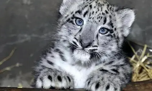 interesting-facts-about-leopards