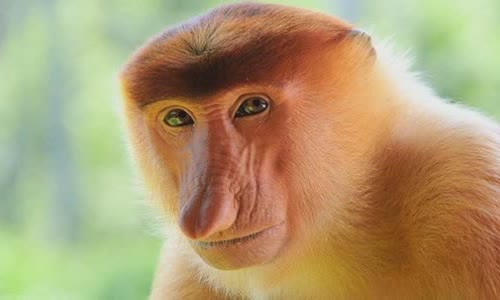 Interesting truth about monkey hose can