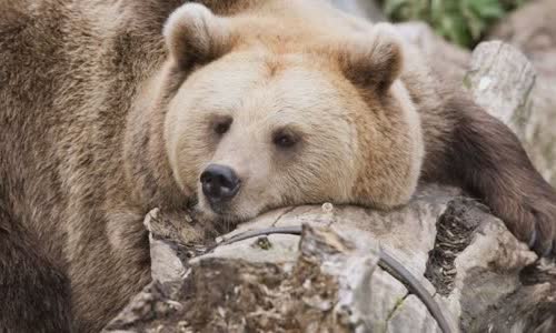 is-bears-really-love-honey
