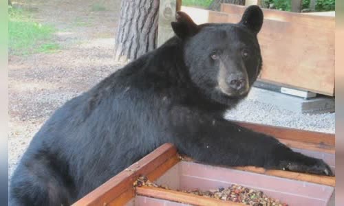 is-bears-really-love-honey