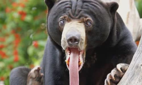 Is Bears really love honey?