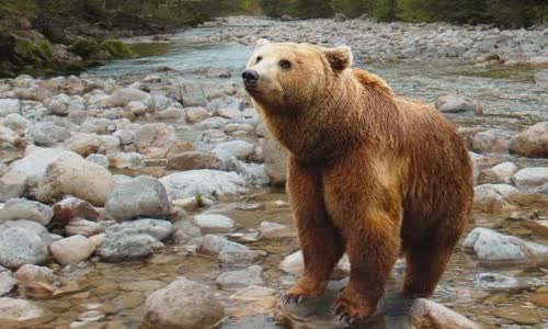 is-bears-really-love-honey