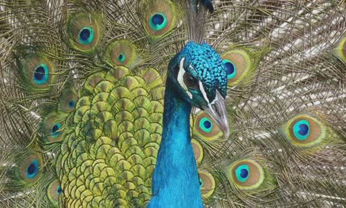 name-for-animal-groups