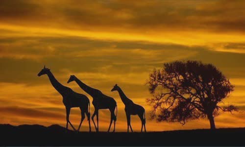Name for animal groups