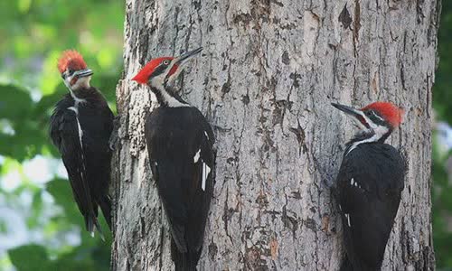 name-for-animal-groups