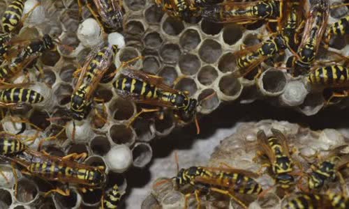 ong-vs-wasps-4-main-differences