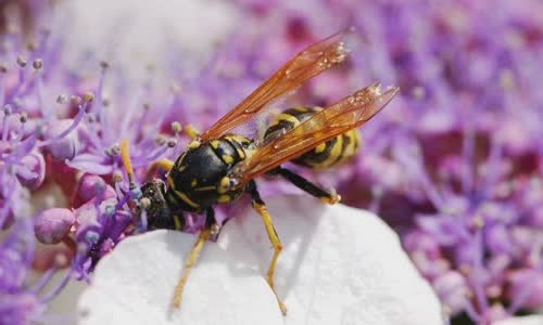 ong-vs-wasps-4-main-differences