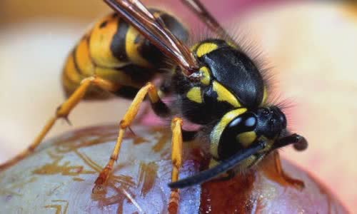 ong-vs-wasps-4-main-differences