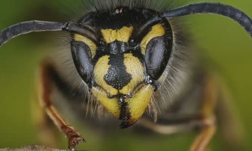 ong-vs-wasps-4-main-differences