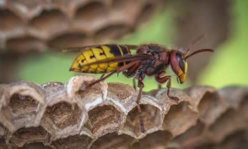 ong-vs-wasps-4-main-differences