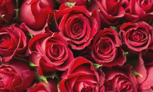 roses-what-color-should-you-give-and-how-much