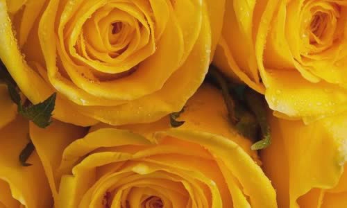 roses-what-color-should-you-give-and-how-much