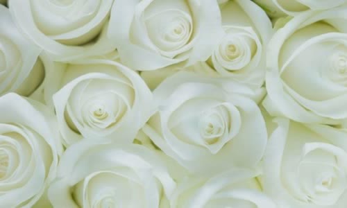 roses-what-color-should-you-give-and-how-much