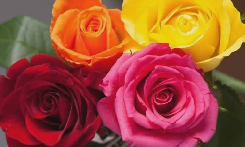 roses-what-color-should-you-give-and-how-much