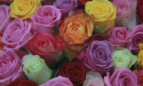 roses-what-color-should-you-give-and-how-much