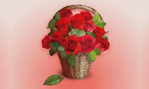 Roses: What color should you give and how much?