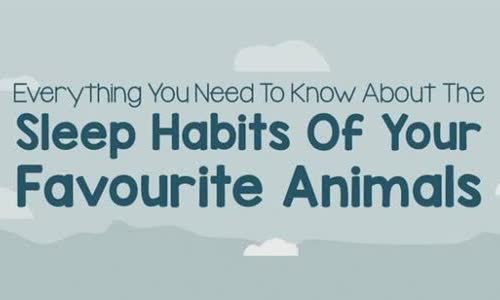 Sleep habits of your favorite animals [infographic]