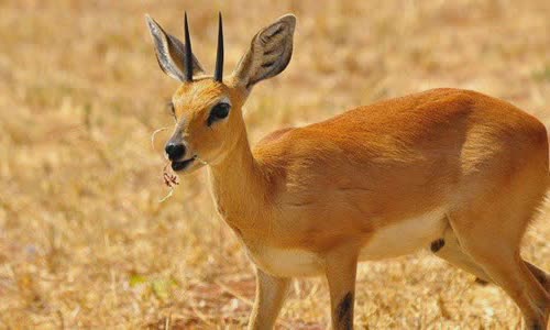 Some interesting facts about Dik-dik