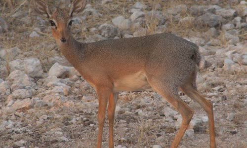 some-interesting-facts-about-dikdik