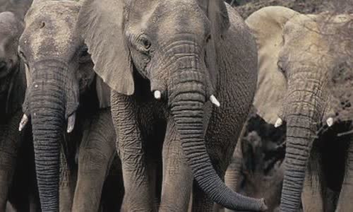 the-drunken-elephant-disorder-killed-3-people