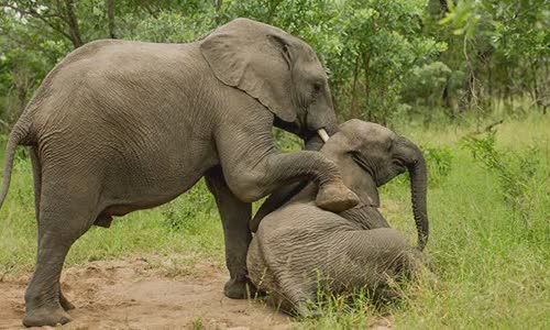 the-drunken-elephant-disorder-killed-3-people