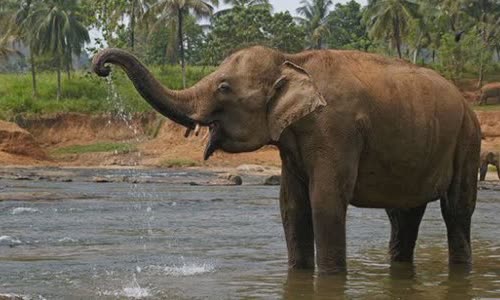 The drunken elephant disorder killed 3 people