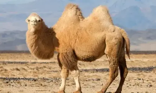 the-most-incredible-truth-about-camels