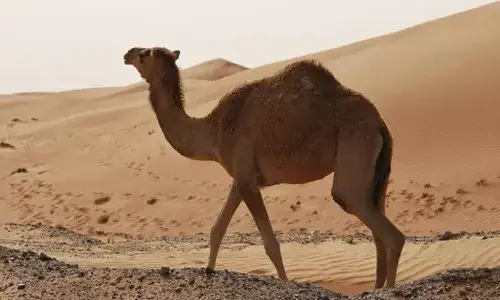 The most incredible truth about camels