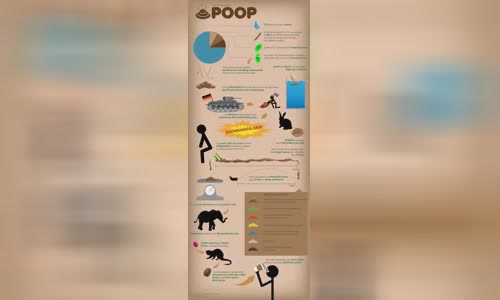 the-stinking-truth-about-infographic-poop