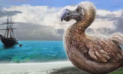 the-truth-about-dodo-and-its-extinction
