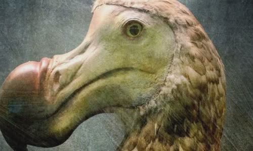the-truth-about-dodo-and-its-extinction