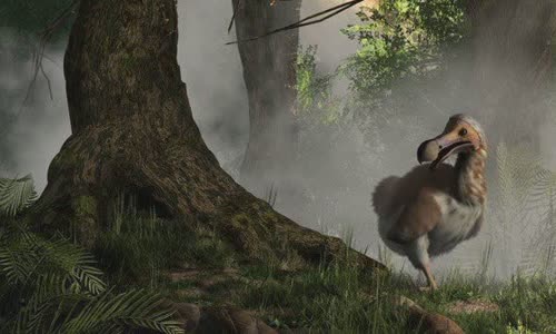 The truth about Dodo and its extinction
