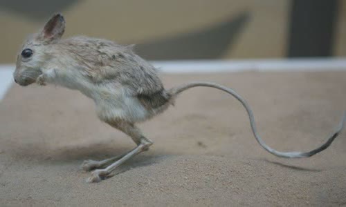 The truth about Jerboa