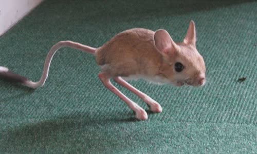 the-truth-about-jerboa