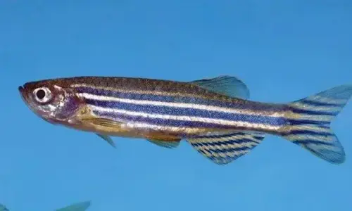 The truth about zebrafish