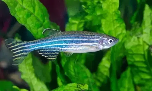 the-truth-about-zebrafish