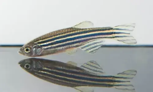 the-truth-about-zebrafish