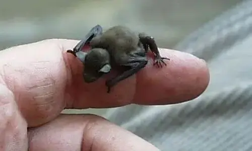 Truth Bumblebee Bat - The smallest bat in the world
