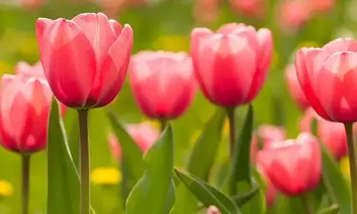 Tulip Mania - When flowers will buy houses in the Netherlands